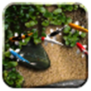 手机养鱼3D动态金鱼壁纸下载