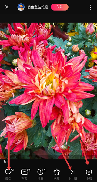 图虫网手机客户端