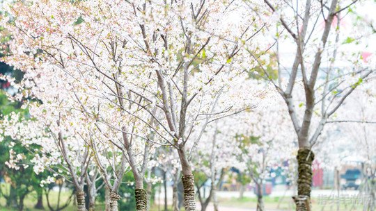 繁花似锦：春日花园探险之旅