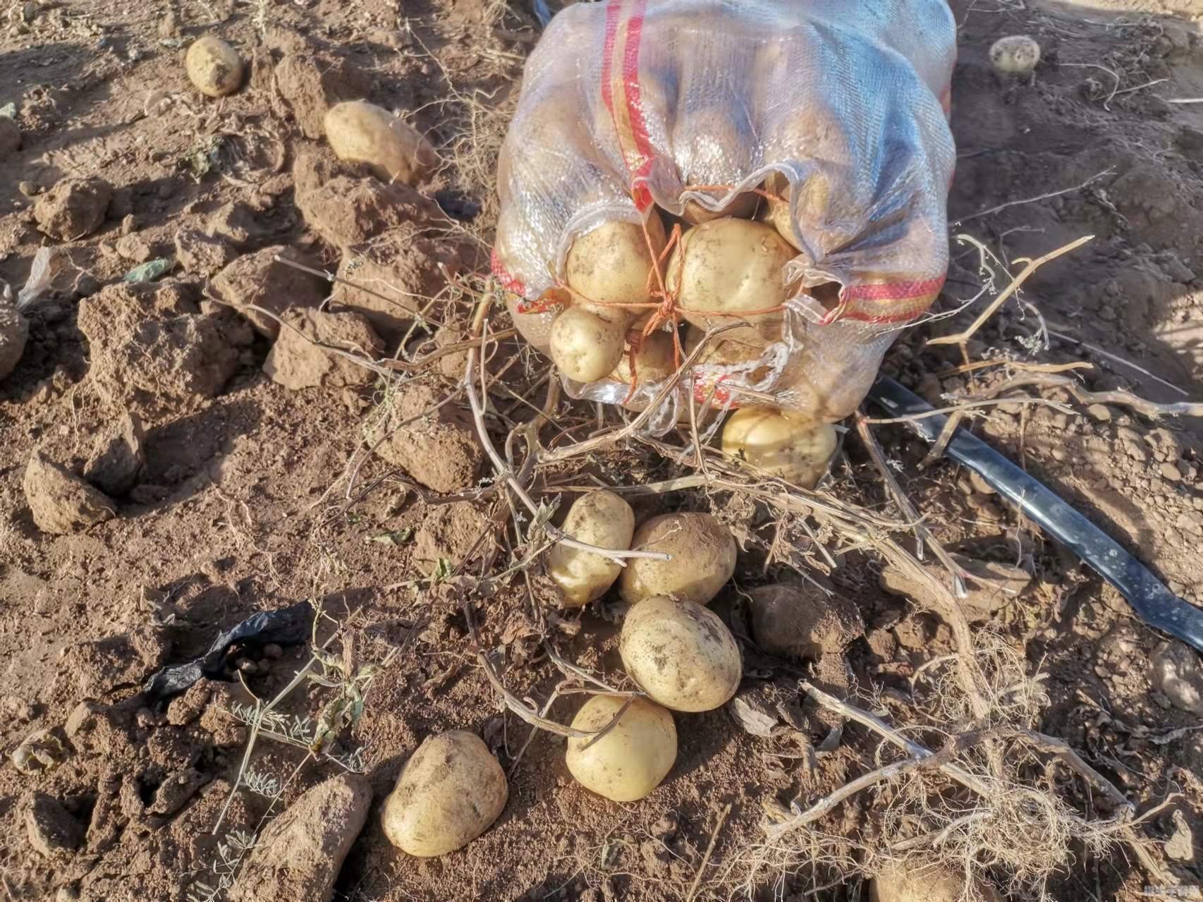 探秘内蒙古土豆之乡：品味草原上的“地下金”