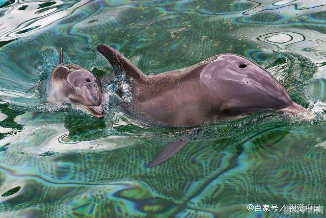 小海豚天生泳者——揭秘海豚宝宝的游泳本能
