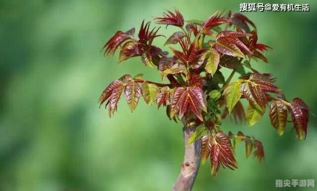 雨前椿芽嫩如丝：品味与体验椿芽之美的全方位指南