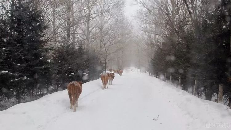 雪地行走，安全为先：滑雪时如何稳健踏雪而行