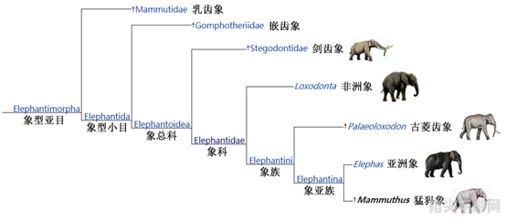 探秘海牛与大象的亲缘关系：远古巨兽的隐秘纽带