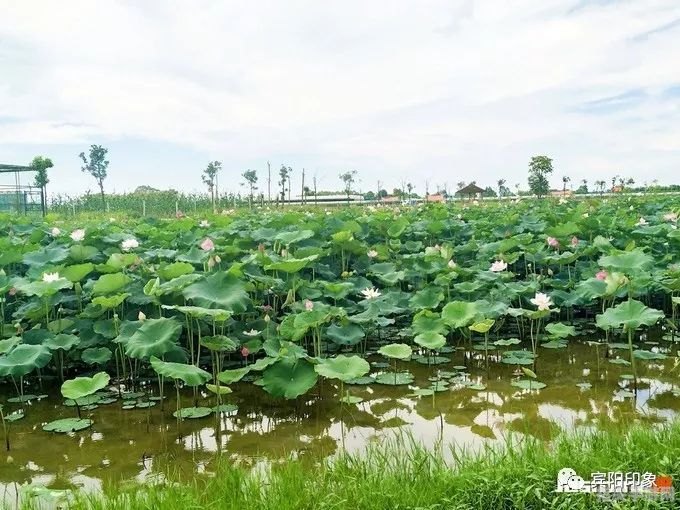 荷花池搬迁全攻略：选址、移植与养护，打造新池美景