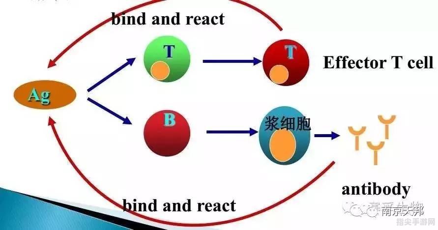 深入解析B细胞不产生抗体的奥秘