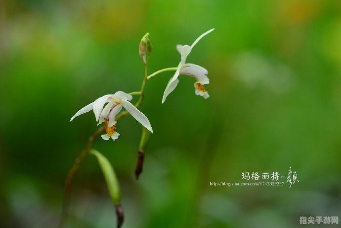 探秘贝母的奥秘：天然药材的手工攻略与玩法