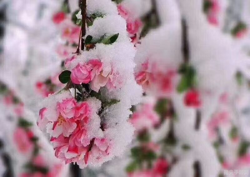 三月桃花雪：邂逅春日里的粉色梦境