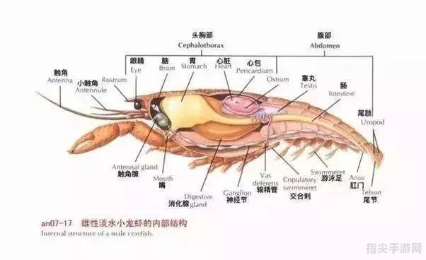 揭秘小龙虾的心脏之谜：位置、功能与手把手探究