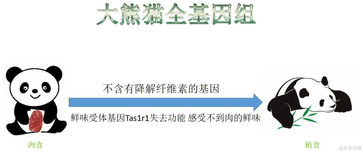 揭秘熊猫所钟爱的“竹子”真相及其趣味互动手攻略