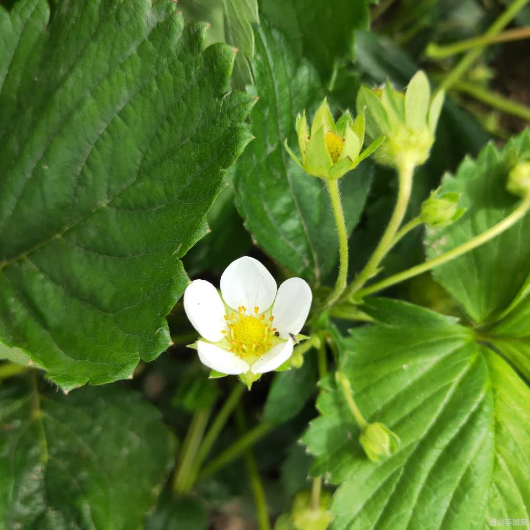 白花碎米荠：独特魅力与栽培攻略